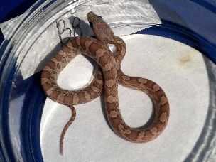 HATCHLING