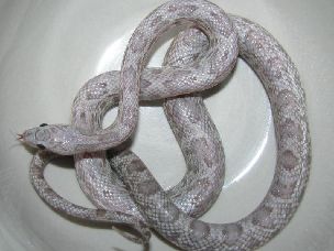 HATCHLING