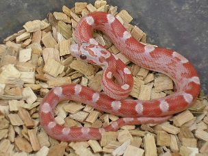 HATCHLING