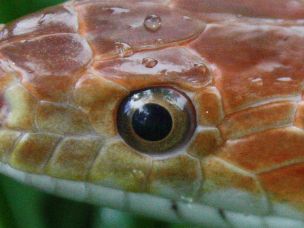 EYE