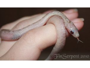 HATCHLING