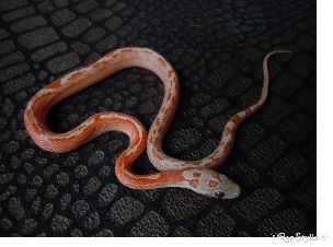 HATCHLING