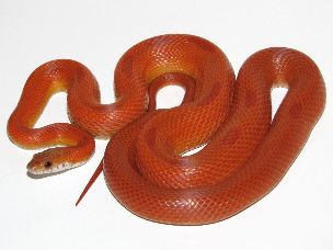 ADULT