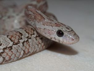 EYE