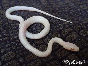 HATCHLING