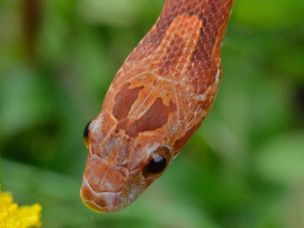 EYE