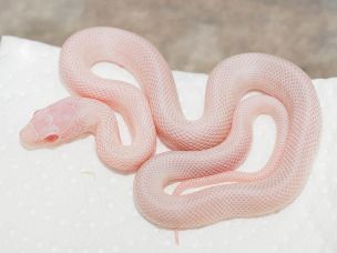 HATCHLING