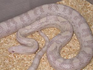 ADULT
