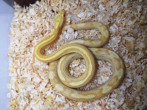 ADULT