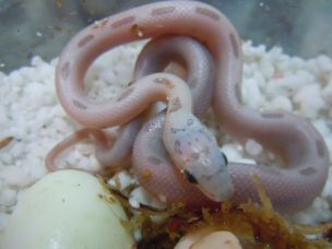 HATCHLING