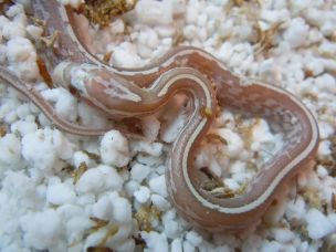 HATCHLING