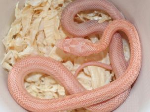HATCHLING