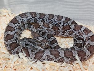 HATCHLING