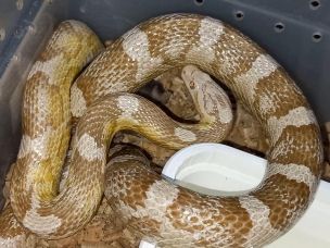 ADULT