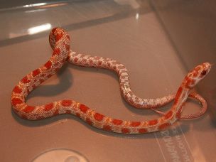HATCHLING