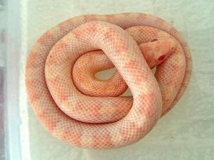 HATCHLING