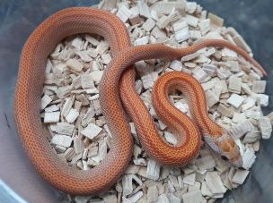 HATCHLING