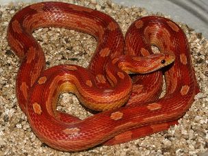 ADULT