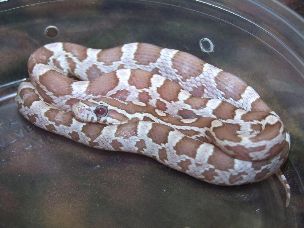 HATCHLING