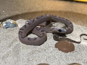 HATCHLING