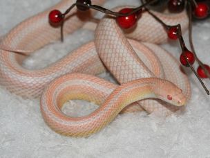 ADULT