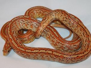 ADULT
