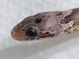 EYE