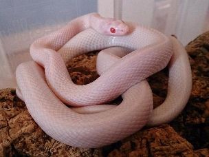 HATCHLING