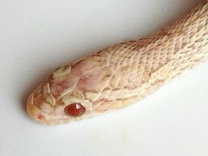 EYE