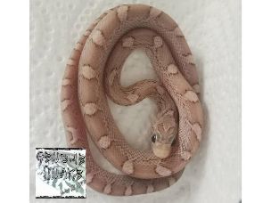 HATCHLING