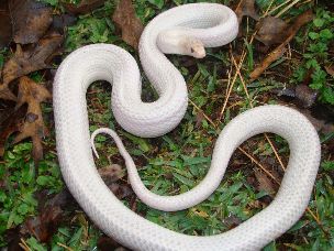 ADULT