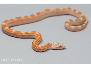 HATCHLING