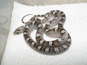 HATCHLING