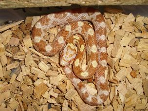 HATCHLING