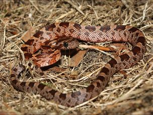 HATCHLING