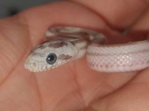 EYE