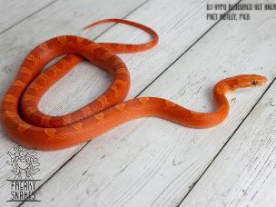 ADULT