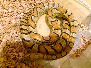 HATCHLING