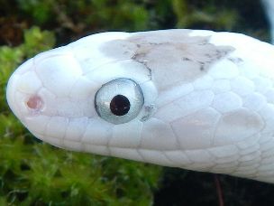 EYE
