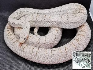 ADULT