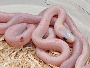 HATCHLING