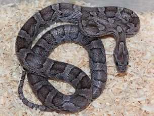 HATCHLING