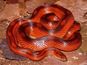 ADULT