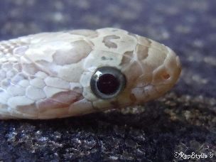 EYE