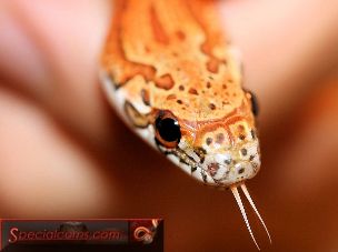 EYE