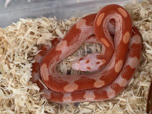 HATCHLING