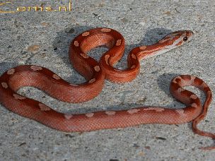 HATCHLING