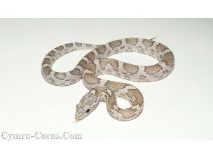 HATCHLING
