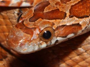 EYE
