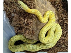 ADULT